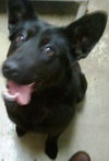 Shalimar-ADOPTED 04.30.13