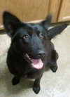 Shalimar-ADOPTED 04.30.13