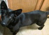Shalimar-ADOPTED 04.30.13