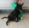 Shalimar-ADOPTED 04.30.13