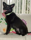 Shalimar-ADOPTED 04.30.13