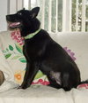 Shalimar-ADOPTED 04.30.13