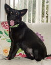 Shalimar-ADOPTED 04.30.13
