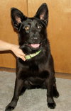 Shalimar-ADOPTED 04.30.13