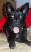 Shalimar-ADOPTED 04.30.13