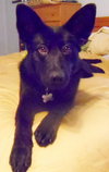 Shalimar-ADOPTED 04.30.13