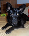 Shalimar-ADOPTED 04.30.13