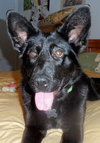 Shalimar-ADOPTED 04.30.13
