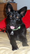 Shalimar-ADOPTED 04.30.13