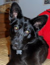 Shalimar-ADOPTED 04.30.13