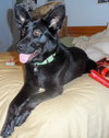 Shalimar-ADOPTED 04.30.13