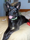 Shalimar-ADOPTED 04.30.13