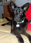 Shalimar-ADOPTED 04.30.13