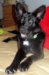 Shalimar-ADOPTED 04.30.13