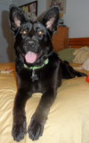Shalimar-ADOPTED 04.30.13