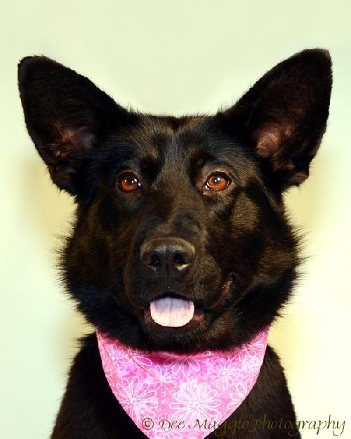 Shalimar-ADOPTED 04.30.13