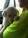 Marigold - ADOPTED 04.14.13