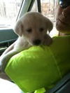 Marigold - ADOPTED 04.14.13