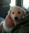 Marigold - ADOPTED 04.14.13