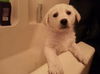 Marigold - ADOPTED 04.14.13