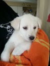 Marigold - ADOPTED 04.14.13