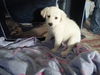 Marigold - ADOPTED 04.14.13