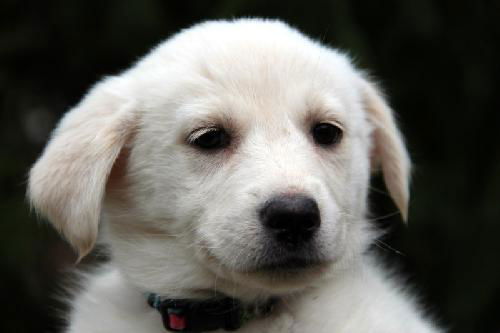 Marigold - ADOPTED 04.14.13