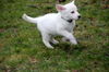 Marigold - ADOPTED 04.14.13