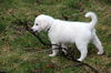 Marigold - ADOPTED 04.14.13