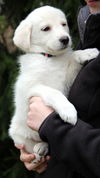 Marigold - ADOPTED 04.14.13