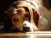 Millie-ADOPTED 04.21.13