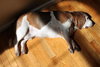 Millie-ADOPTED 04.21.13