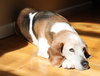 Millie-ADOPTED 04.21.13