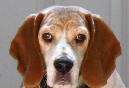 Millie-ADOPTED 04.21.13