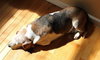Millie-ADOPTED 04.21.13
