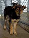 Tuck - ADOPTED 04.15.13