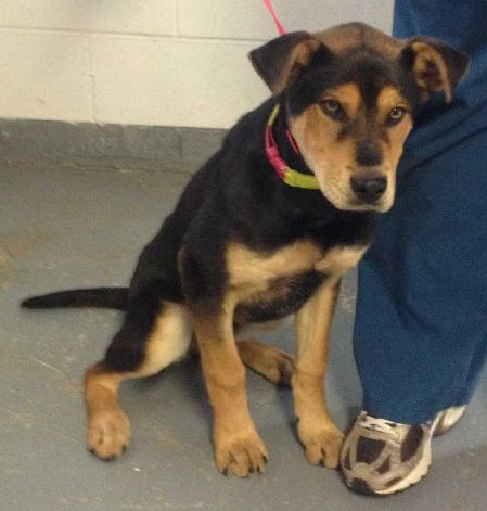 Tuck - ADOPTED 04.15.13