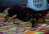 Tuck - ADOPTED 04.15.13