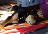 Tuck - ADOPTED 04.15.13