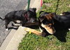 Tuck - ADOPTED 04.15.13