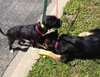 Tuck - ADOPTED 04.15.13