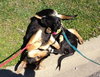 Tuck - ADOPTED 04.15.13