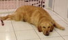 Mr. Max-ADOPTED 04.13.13