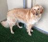 Mr. Max-ADOPTED 04.13.13