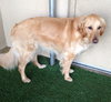 Mr. Max-ADOPTED 04.13.13