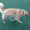 Mr. Max-ADOPTED 04.13.13