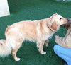 Mr. Max-ADOPTED 04.13.13