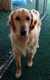 Mr. Max-ADOPTED 04.13.13
