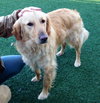 Mr. Max-ADOPTED 04.13.13