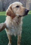 Mr. Max-ADOPTED 04.13.13
